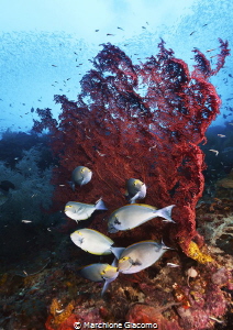 Raja Ampat . Magic reef
Nikon D800E, 12/24, two strobo
... by Marchione Giacomo 